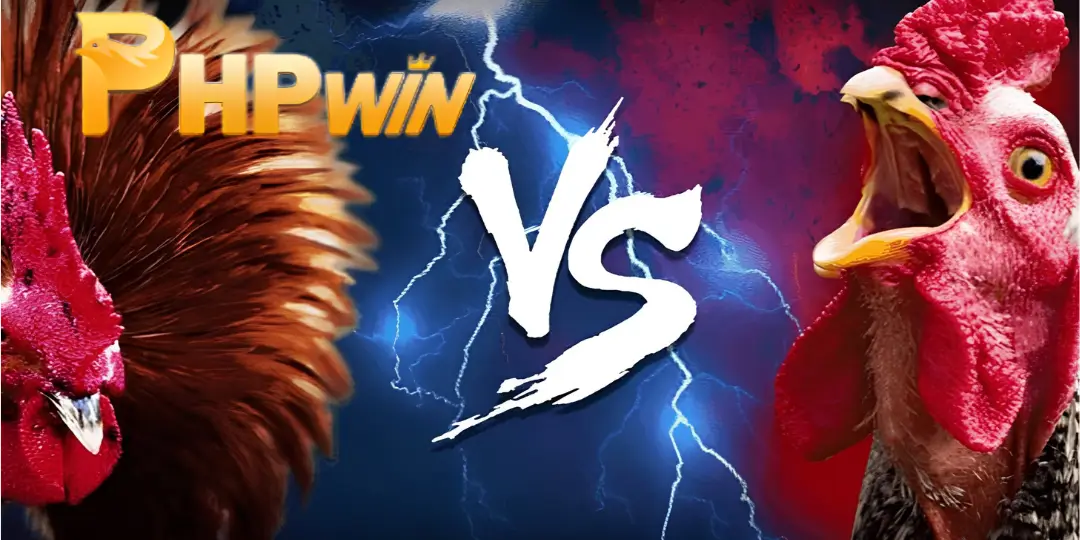 Review ng Sabong – Kumpletong Gabay sa Paglalaro para sa mga Baguhan - PHPWIN 2 image sabong Phpwin